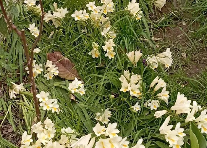 Holiday-house-saba-lupino *